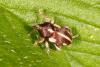 Tychius quinquepunctatus